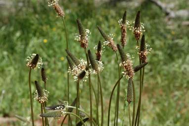 APII jpeg image of Plantago lanceolata  © contact APII