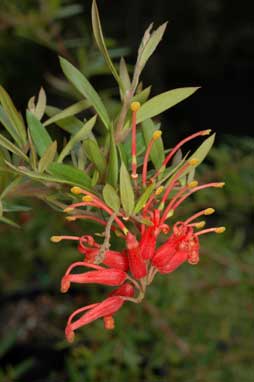 APII jpeg image of Grevillea 'Ember Glow'  © contact APII