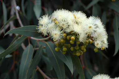 APII jpeg image of Corymbia eximia  © contact APII