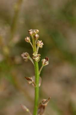 APII jpeg image of Lepidium ginninderrense  © contact APII