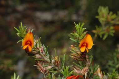 APII jpeg image of Pultenaea setulosa  © contact APII