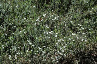 APII jpeg image of Kunzea pomifera  © contact APII