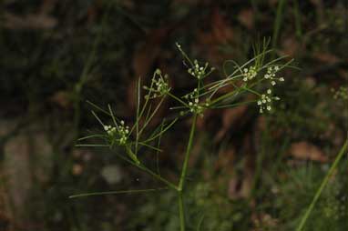 APII jpeg image of Cyclospermum leptophyllum  © contact APII