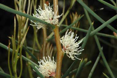 APII jpeg image of Hakea mitchellii  © contact APII