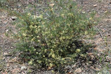 APII jpeg image of Hakea commutata  © contact APII