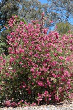 APII jpeg image of Callistemon 'Purple Splendour'  © contact APII