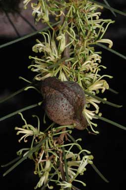 APII jpeg image of Hakea tephrosperma  © contact APII