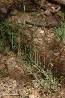 APII jpeg image of Linaria arvensis  © contact APII