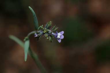 APII jpeg image of Linaria arvensis  © contact APII