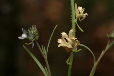 APII jpeg image of Linaria arvensis  © contact APII