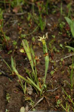 APII jpeg image of Sisyrinchium rosulatum  © contact APII