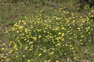 APII jpeg image of Goodenia pinnatifida  © contact APII