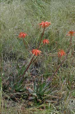 APII jpeg image of Aloe maculata  © contact APII