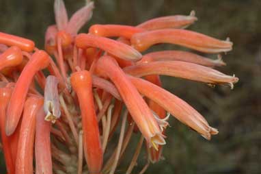 APII jpeg image of Aloe maculata  © contact APII