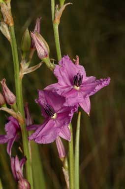 APII jpeg image of Arthropodium sp. Albury (A.D.J.Piesse 9)  © contact APII