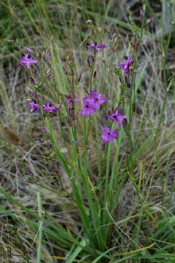 APII jpeg image of Arthropodium sp. Albury (A.D.J.Piesse 9)  © contact APII