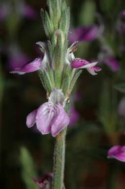 APII jpeg image of Rostellularia adscendens var. pogonanthera  © contact APII