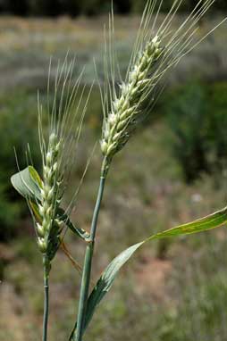 APII jpeg image of Triticum aestivum  © contact APII