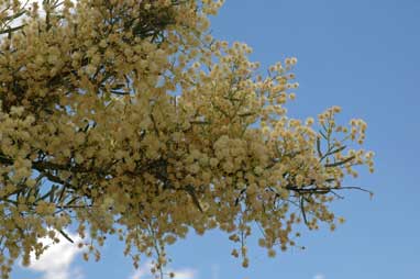 APII jpeg image of Acacia victoriae subsp. victoriae  © contact APII
