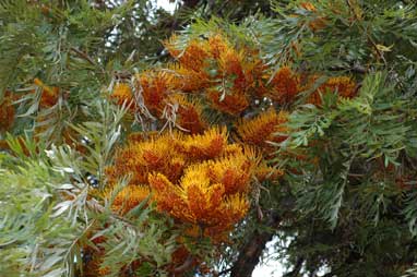 APII jpeg image of Grevillea robusta  © contact APII