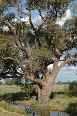 APII jpeg image of Eucalyptus coolabah  © contact APII