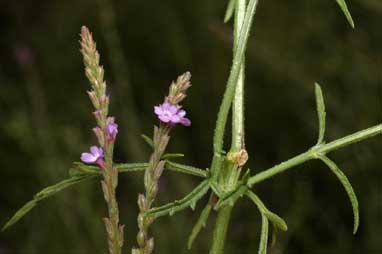 APII jpeg image of Verbena gaudichaudii  © contact APII