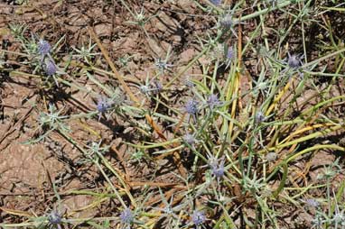 APII jpeg image of Eryngium paludosum  © contact APII