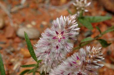 APII jpeg image of Ptilotus leucocoma  © contact APII