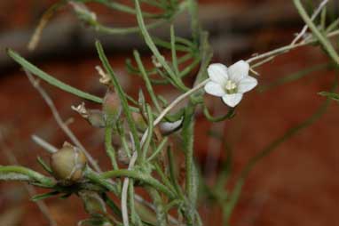 APII jpeg image of Convolvulus clementii  © contact APII