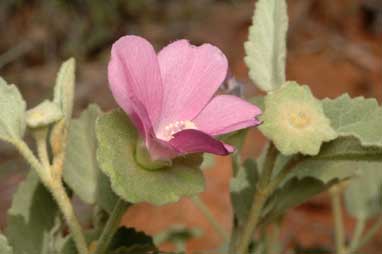 APII jpeg image of Hibiscus sturtii var. sturtii  © contact APII