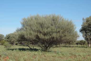 APII jpeg image of Acacia brachystachya  © contact APII