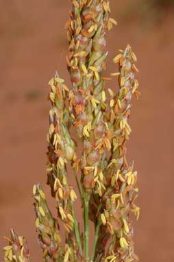 APII jpeg image of Sorghum bicolor  © contact APII