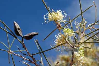 APII jpeg image of Hakea leucoptera subsp. leucoptera  © contact APII