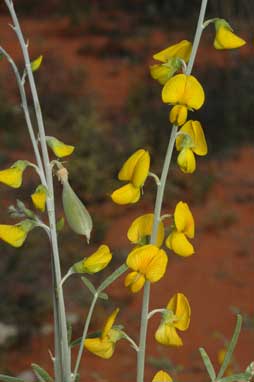 APII jpeg image of Crotalaria eremaea subsp. eremaea  © contact APII