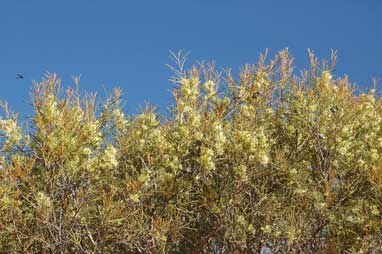 APII jpeg image of Hakea leucoptera subsp. leucoptera  © contact APII