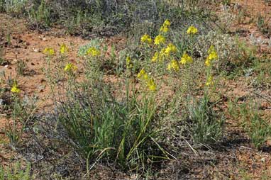 APII jpeg image of Bulbine fraseri  © contact APII