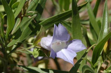 APII jpeg image of Eremophila freelingii  © contact APII