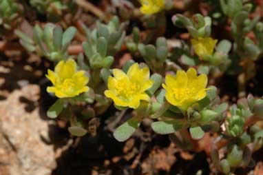 APII jpeg image of Portulaca oleracea  © contact APII