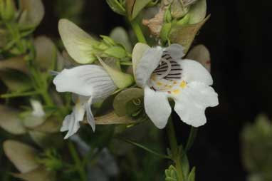 APII jpeg image of Prostanthera striatiflora  © contact APII