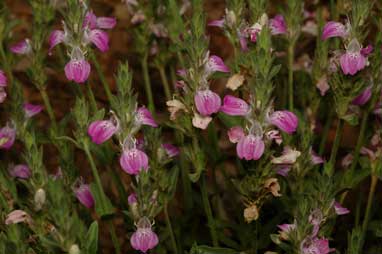 APII jpeg image of Rostellularia adscendens  © contact APII