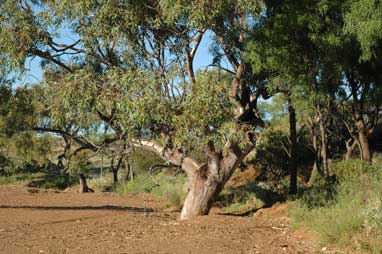 APII jpeg image of Eucalyptus camaldulensis  © contact APII