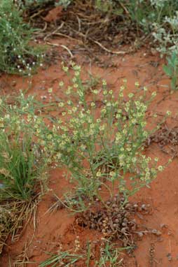 APII jpeg image of Pimelea simplex subsp. simplex  © contact APII