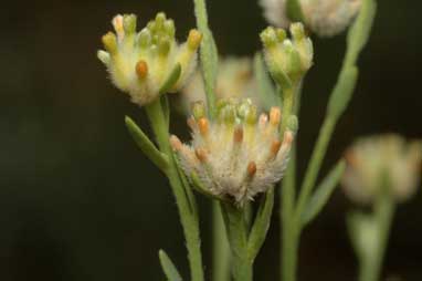 APII jpeg image of Pimelea simplex subsp. simplex  © contact APII