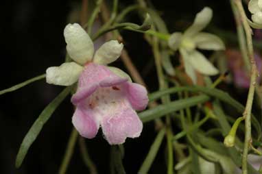 APII jpeg image of Eremophila sturtii  © contact APII