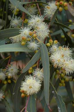 APII jpeg image of Eucalyptus camaldulensis  © contact APII