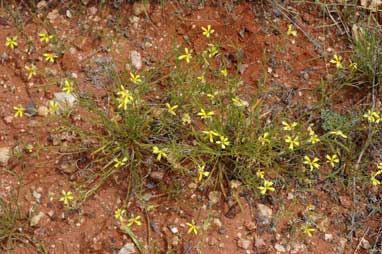 APII jpeg image of Goodenia fascicularis  © contact APII