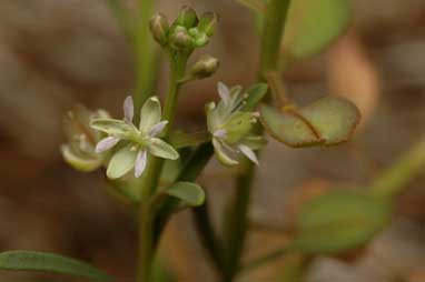 APII jpeg image of Lepidium phlebopetalum  © contact APII