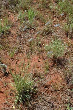 APII jpeg image of Dichanthium sericeum subsp. sericeum  © contact APII