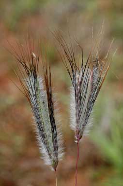 APII jpeg image of Dichanthium sericeum subsp. sericeum  © contact APII