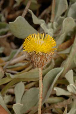 APII jpeg image of Anemocarpa podolepidium  © contact APII